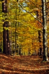 Filename=DSC_0066~1.jpg
Filesize=672KB
Dimensions=510x768
Date added=Oct 27, 2011 DSC_0066~1.jpg