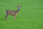 Filename=DSC_0111~0.JPG
Filesize=330KB
Dimensions=900x598
Date added=May 19, 2011 DSC_0111~0.JPG