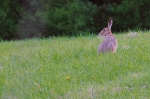 Filename=DSC_0158~1.JPG
Filesize=394KB
Dimensions=900x598
Date added=May 19, 2011 DSC_0158~1.JPG