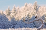 DSC_0169m~0.jpg