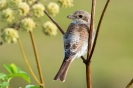 Filename=image001~1.jpg
Filesize=106KB
Dimensions=1200x800
Date added=Sep 24, 2019 image001~1.jpg