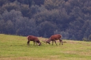 Filename=image006~0.jpg
Filesize=753KB
Dimensions=1200x800
Date added=Sep 25, 2019 image006~0.jpg